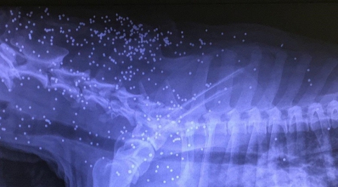 Bari, cane trafitto da centinaia di piombini: in foto la terrificante radiografia